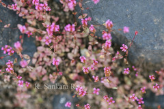 Rotala floribunda